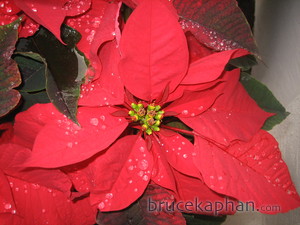 poinsettia